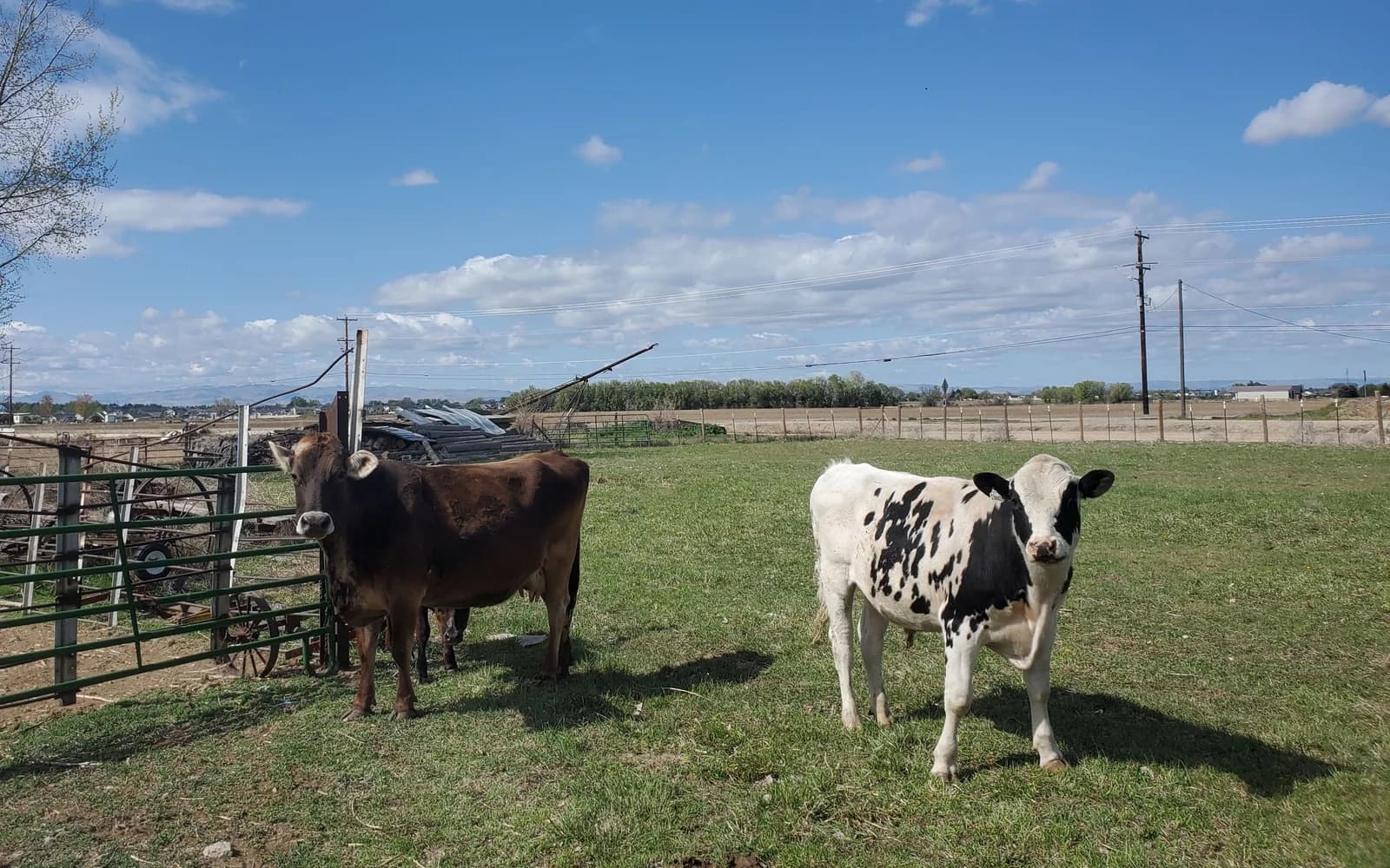 Two cattle standing in a sunny pasture