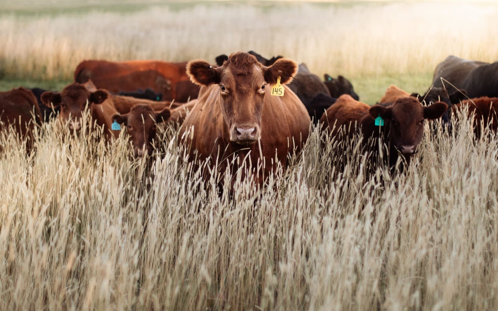 Halal bovine sourcing — stage 1 of gelatin production