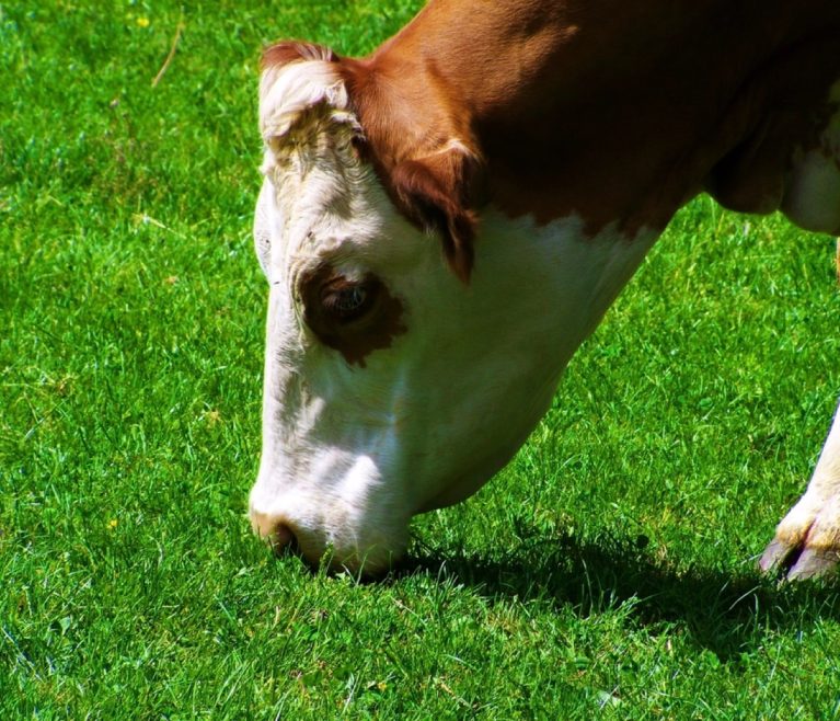 Responsible Cattle Sourcing