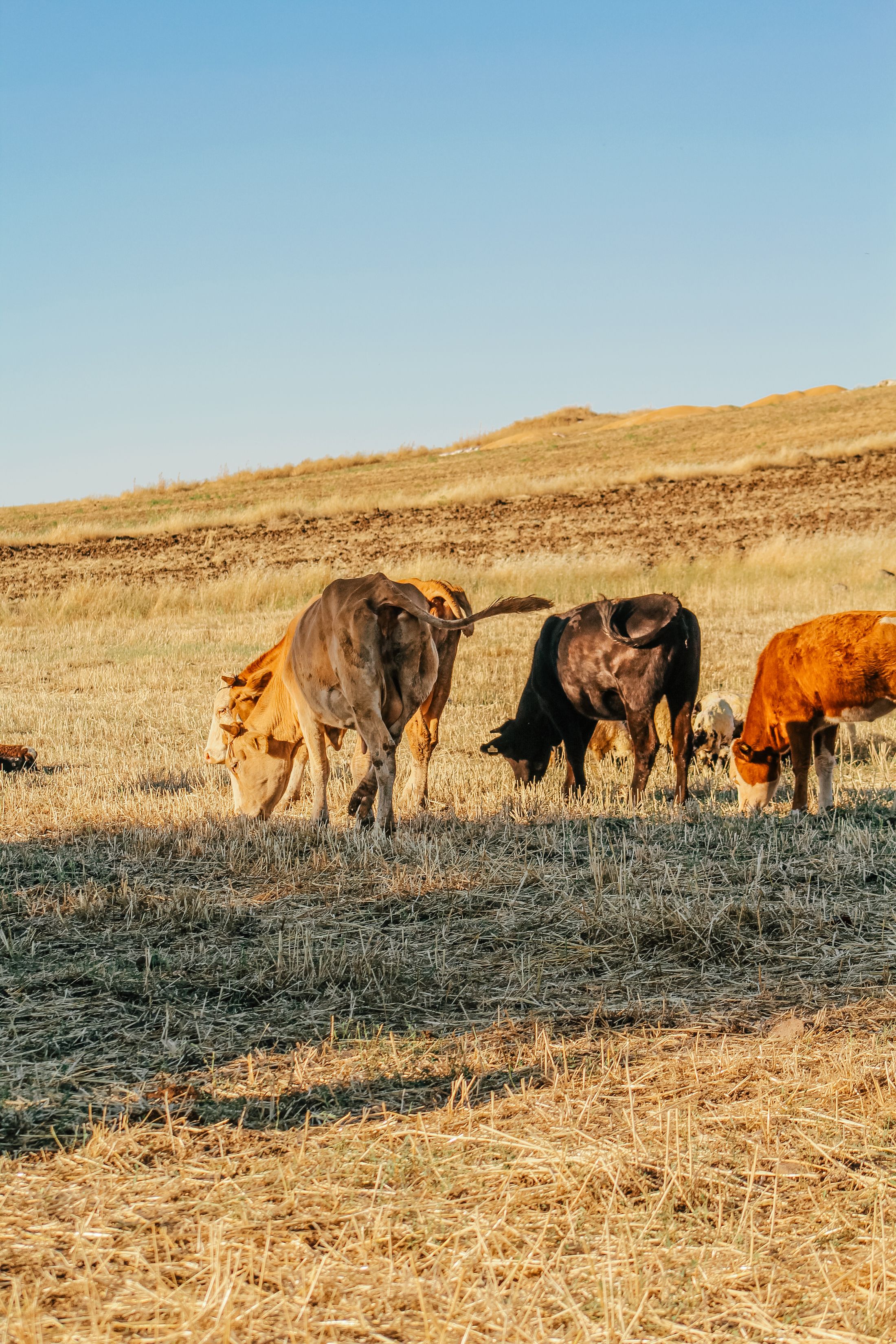 Cattle grazing on open farmland representing controlled bovine sourcing